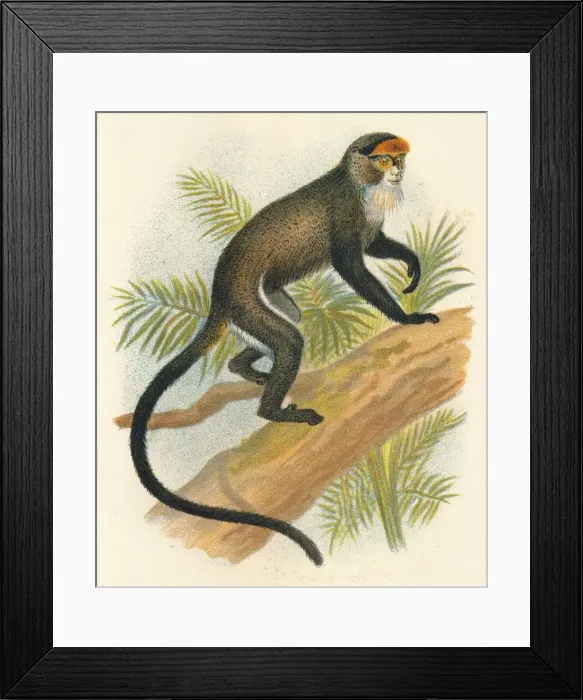 Framed Print : De Brazzas Guenon, 1897. Artist: Henry Ogg Forbes Framed Print : De Brazzas Guenon, 1897. Artist: Henry Ogg Forbes