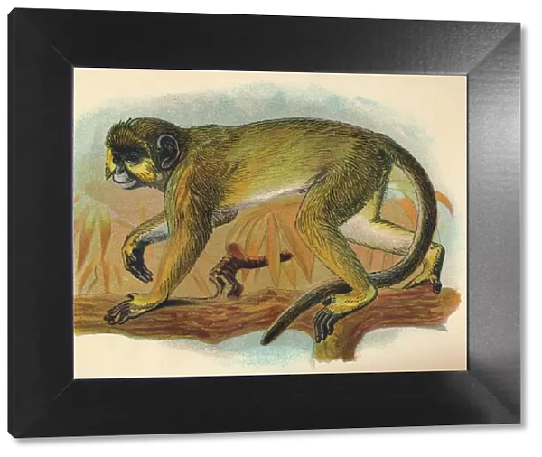 The Talapoin, 1897. Artist: Henry Ogg Forbes