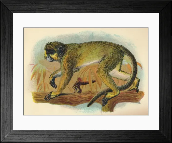 Framed Print : The Talapoin, 1897. Artist: Henry Ogg Forbes Framed Print : The Talapoin, 1897. Artist: Henry Ogg Forbes