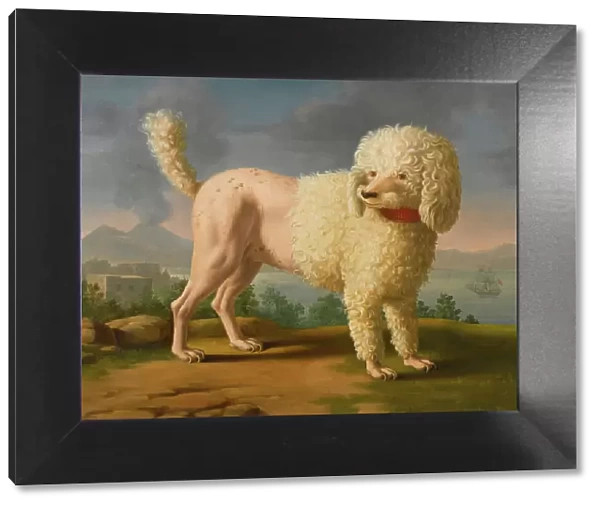 Portrait of Codina, believed to be lady Hamiltons poodle, the bay of Naples with a British man-of-w