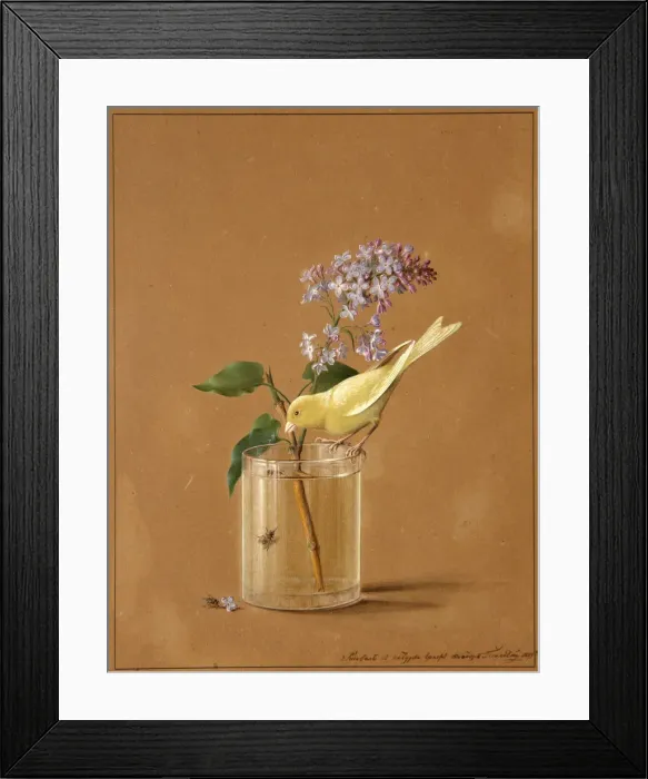 Framed Print : Canary Bird on a Lilac Branchlet, 1819. Artist: Tolstoy, Fyodor Petrovich (1783-1873) Framed Print : Canary Bird on a Lilac Branchlet, 1819. Artist: Tolstoy, Fyodor Petrovich (1783-1873)