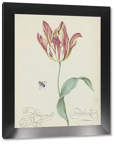 Study of a tulip (Admiral Pottebacker) and a fly, 1620-1629