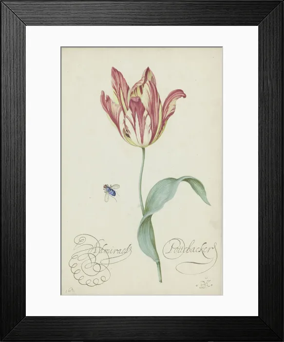 Framed Print : Study of a tulip (Admiral Pottebacker) and a fly, 1620-1629 Framed Print : Study of a tulip (Admiral Pottebacker) and a fly, 1620-1629