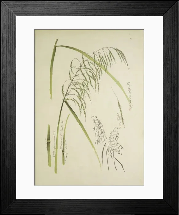 Framed Print : Study of grass. From: Le Japon Artistique. Documents d art et d industrie reunis, May 1888, 1845 Framed Print : Study of grass. From: Le Japon Artistique. Documents d art et d industrie reunis, May 1888, 1845