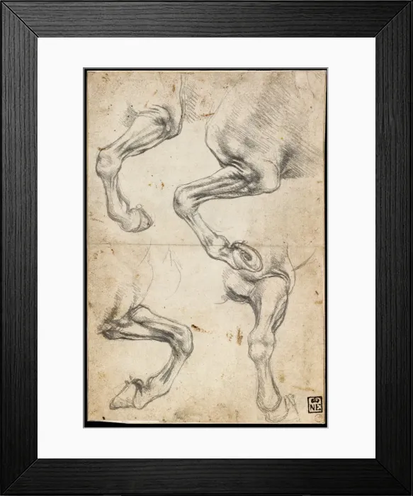 Framed Print : Studies of Horses Leg. Artist: Leonardo da Vinci (1452-1519) Framed Print : Studies of Horses Leg. Artist: Leonardo da Vinci (1452-1519)