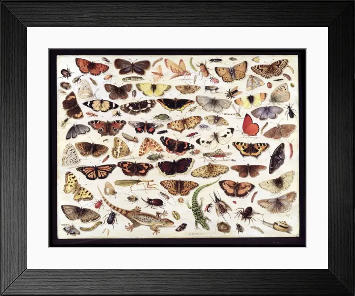 Framed Print : Study of butterflies and other insects. Artist: Kessel, Jan van, the Elder (1626-1679) Framed Print : Study of butterflies and other insects. Artist: Kessel, Jan van, the Elder (1626-1679)