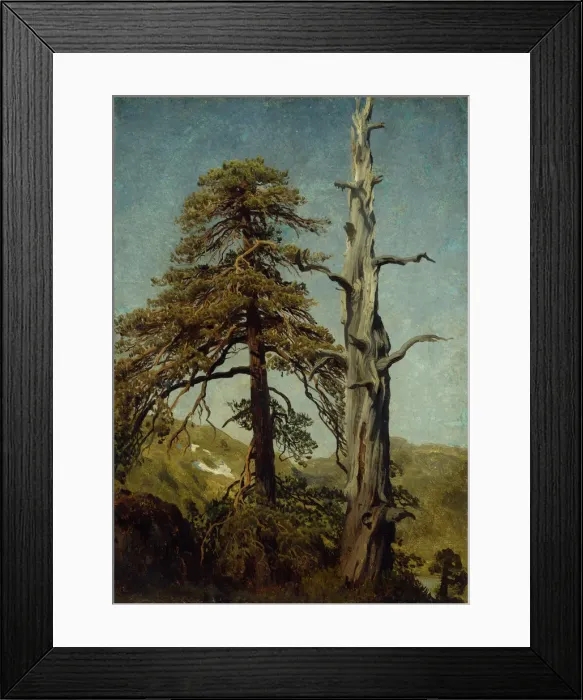 Framed Print : Study of Trees. Artist: Cappelen, August (1827-1852) Framed Print : Study of Trees. Artist: Cappelen, August (1827-1852)