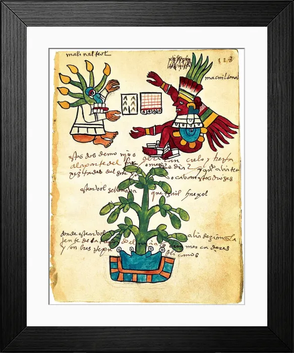 Framed Print : Cacao tree from the Codex Tudela, 1553. Artist: Pre-Columbian art Framed Print : Cacao tree from the Codex Tudela, 1553. Artist: Pre-Columbian art