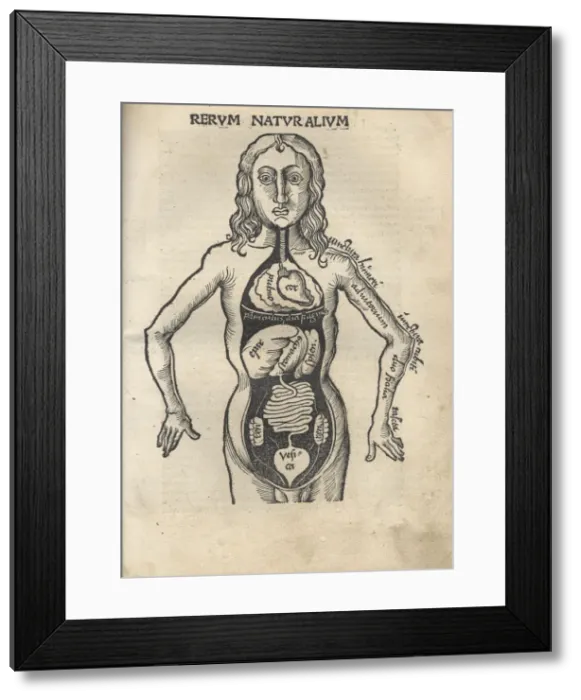 Framed Print : Margarita Philosophica. Anatomy, 1504. Artist: Reisch, Gregor (1467-1525) Framed Print : Margarita Philosophica. Anatomy, 1504. Artist: Reisch, Gregor (1467-1525)
