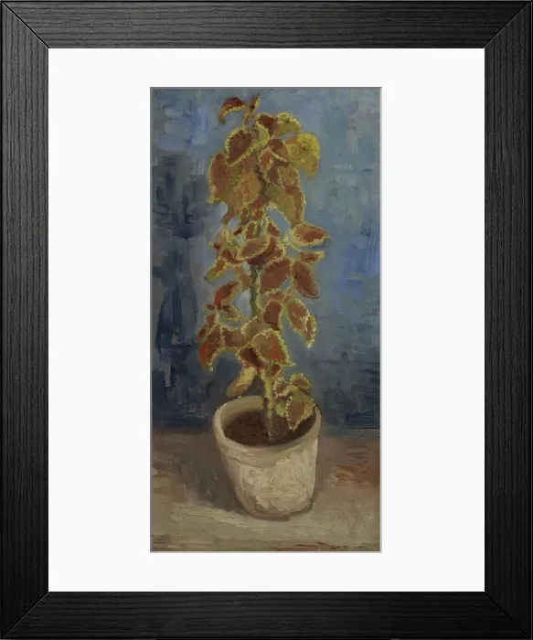Framed Print : Flame Nettle in a Flowerpot Framed Print : Flame Nettle in a Flowerpot