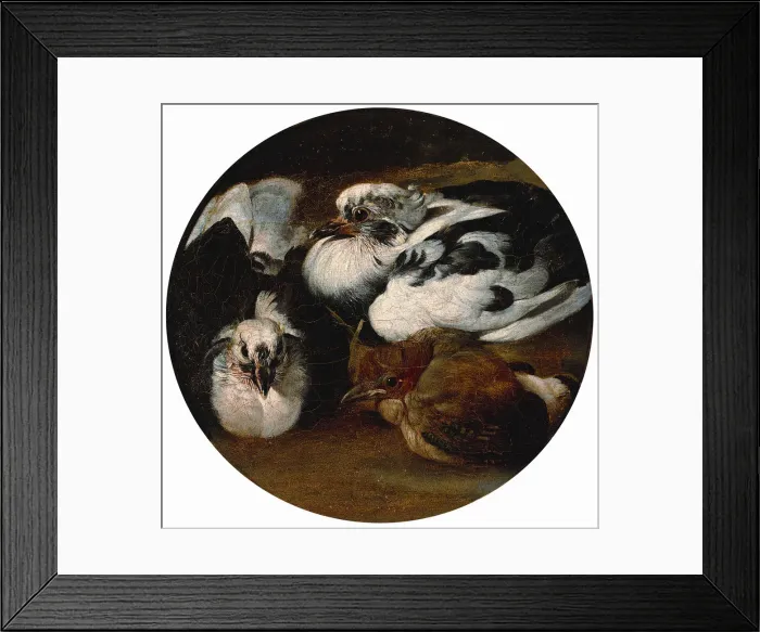 Framed Print : Two doves and a thrush Framed Print : Two doves and a thrush