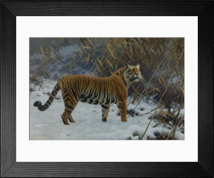 Framed Print : A tiger in the snow Framed Print : A tiger in the snow