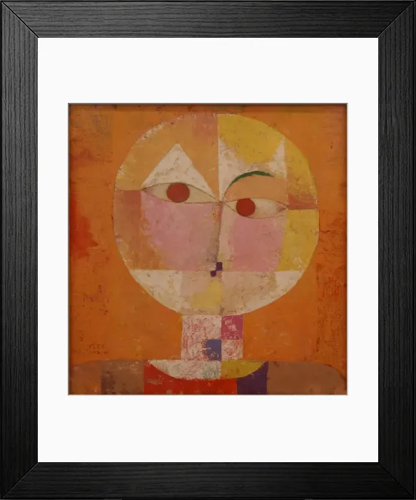 Framed Print : Senecio (Baldgreis) Framed Print : Senecio (Baldgreis)