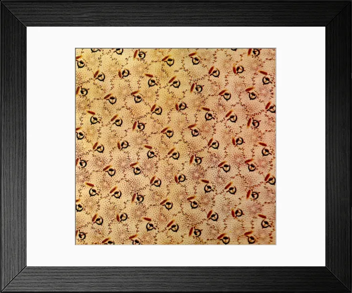Framed Print : Cotton Print Framed Print : Cotton Print