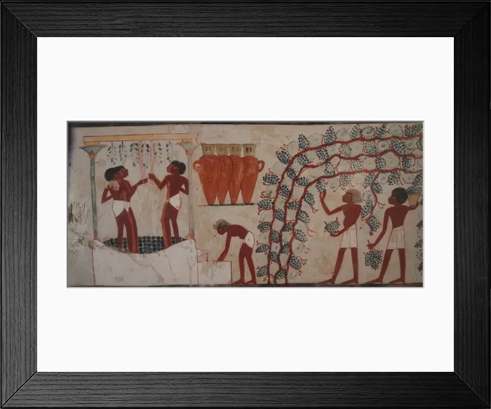 Framed Print : Harvesting grapes and Winemaking. The Tomb of Nakht, ca 1380 BC Framed Print : Harvesting grapes and Winemaking. The Tomb of Nakht, ca 1380 BC