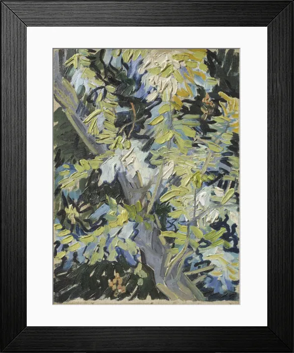 Framed Print : Acacia Flowering Framed Print : Acacia Flowering