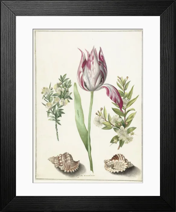 Framed Print : Tulip, two branches of myrtle and two shells, um 1700 Framed Print : Tulip, two branches of myrtle and two shells, um 1700