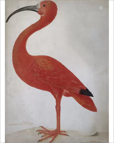 Scarlet Ibis with an Egg, um 1700