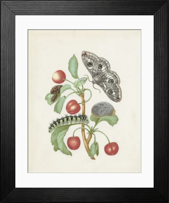 Framed Print : Transformation of the Night Peacock Eye, 1679 Framed Print : Transformation of the Night Peacock Eye, 1679