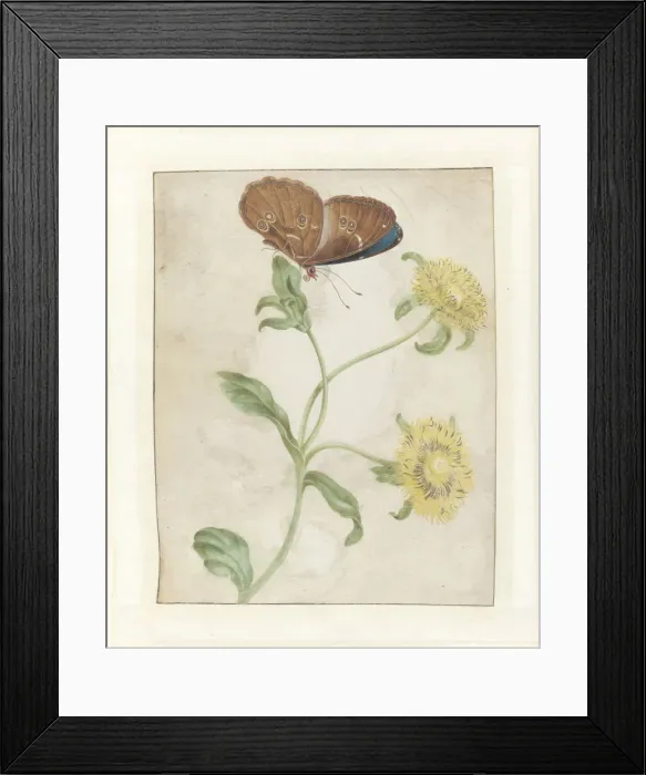 Framed Print : Butterfly on the bud of a plant with yellow flowers, 1695