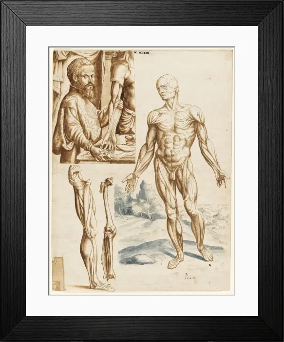 Framed Print : Ecorche with Portrait of Andreas Vesalius (1514-1564), 1545 Framed Print : Ecorche with Portrait of Andreas Vesalius (1514-1564), 1545