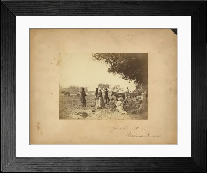 Framed Print : Slaves working in the sweet potato fields on the Hopkinson plantation, 1862 Framed Print : Slaves working in the sweet potato fields on the Hopkinson plantation, 1862
