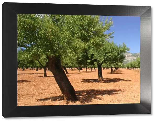 Almond trees, Mallorca, Spain