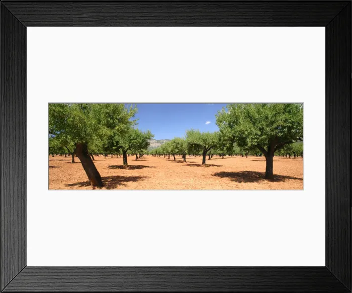 Framed Print : Almond trees, Mallorca, Spain Framed Print : Almond trees, Mallorca, Spain