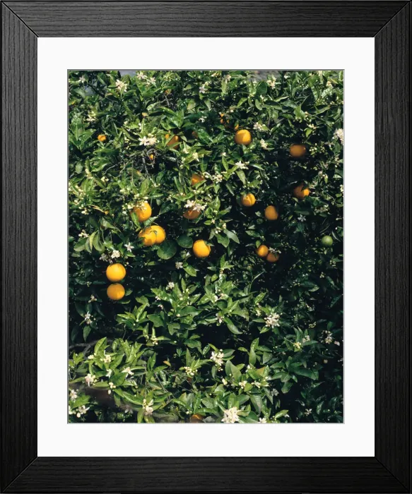 Framed Print : Orange blossom and fruit, Majorca Framed Print : Orange blossom and fruit, Majorca