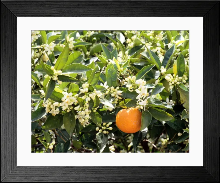 Framed Print : Blossom and fruit on an orange tree, Majorca, Spain Framed Print : Blossom and fruit on an orange tree, Majorca, Spain