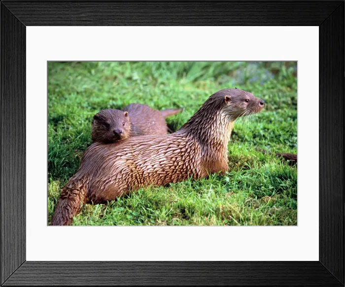 Framed Print : Otters Framed Print : Otters