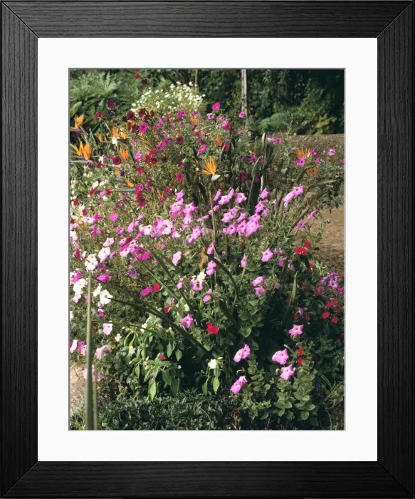 Framed Print : Botanical gardens, Funchal, Madeira, Portugal Framed Print : Botanical gardens, Funchal, Madeira, Portugal