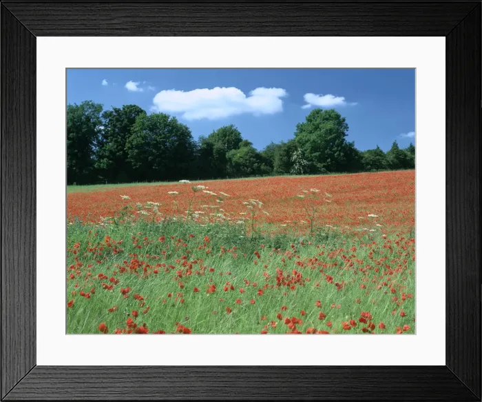 Framed Print : Poppy field, near Polesden Lacey, Surrey Framed Print : Poppy field, near Polesden Lacey, Surrey