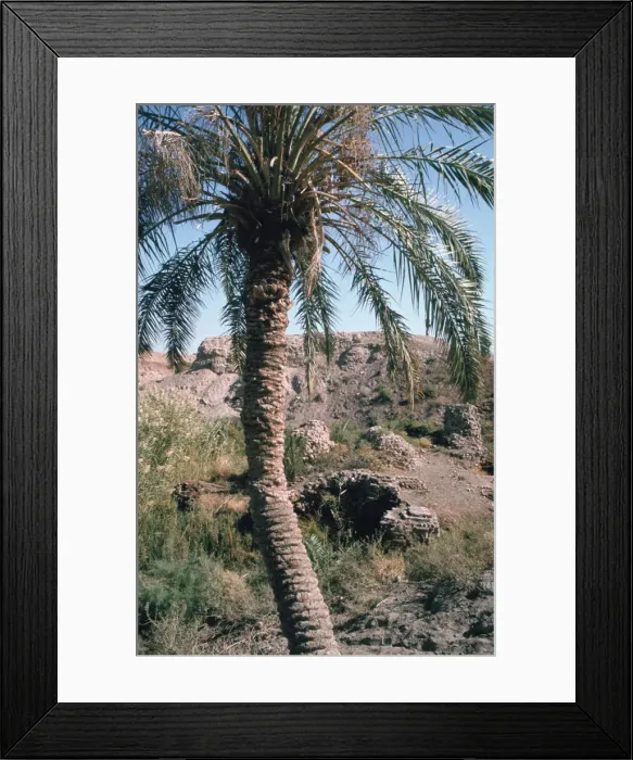 Framed Print : Palm tree below Lion of Babylon, Iraq, 1977 Framed Print : Palm tree below Lion of Babylon, Iraq, 1977