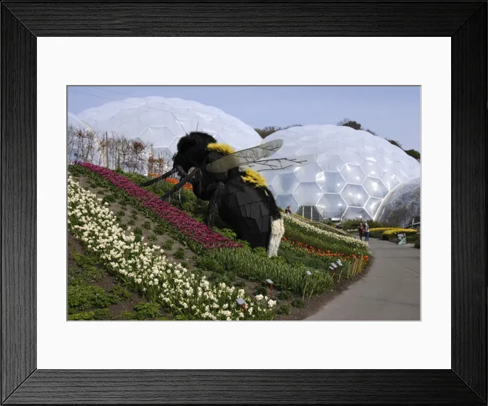 Framed Print : Giant bumble bee sculpture, Eden Project, near St Austell, Cornwall Framed Print : Giant bumble bee sculpture, Eden Project, near St Austell, Cornwall