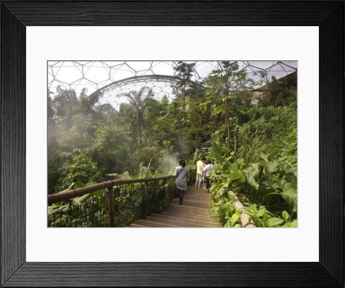 Framed Print : Inside the Humid Tropics Biome, Eden Project, near St Austell, Cornwall Framed Print : Inside the Humid Tropics Biome, Eden Project, near St Austell, Cornwall
