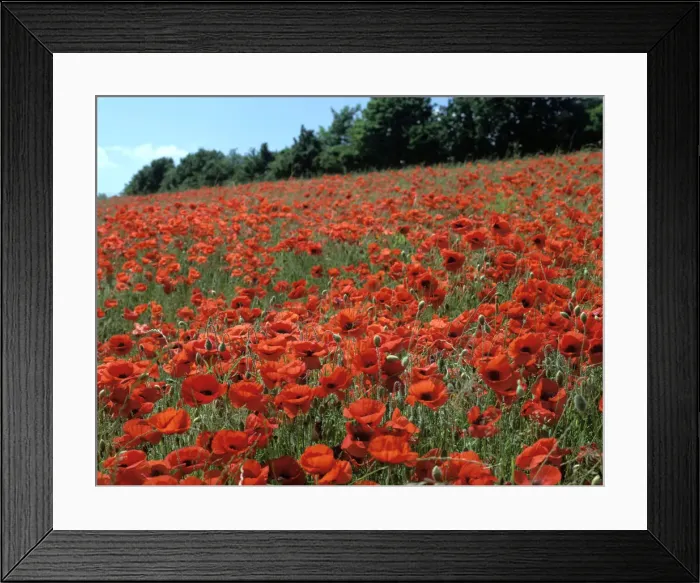 Framed Print : Poppy Fields, Great Bookham, Surrey, England, c2000 Framed Print : Poppy Fields, Great Bookham, Surrey, England, c2000