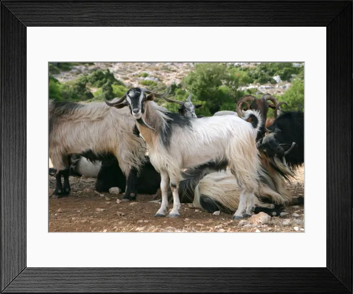 Framed Print : Goats, Kefalonia, Greece Framed Print : Goats, Kefalonia, Greece