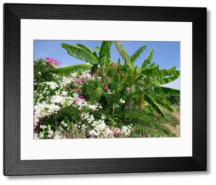 Framed Print : Flowers and palms, Katelios, Kefalonia, Greece Framed Print : Flowers and palms, Katelios, Kefalonia, Greece