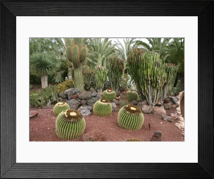 Framed Print : Cactus Garden, Fuerteventura, Canary Islands Framed Print : Cactus Garden, Fuerteventura, Canary Islands
