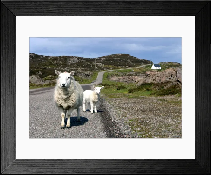 Framed Print : Sheep and lamb, Applecross Peninsula, Highland, Scotland Framed Print : Sheep and lamb, Applecross Peninsula, Highland, Scotland