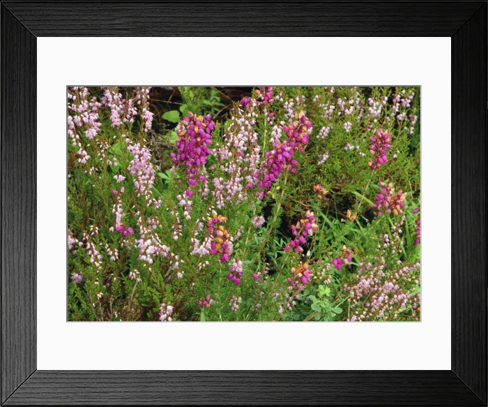 Framed Print : Heather, Scotland Framed Print : Heather, Scotland