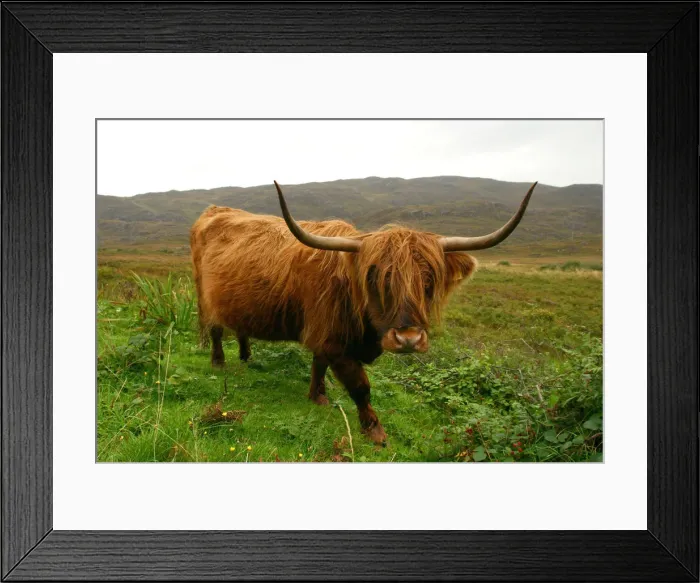 Framed Print : Highland cattle, Scotland Framed Print : Highland cattle, Scotland