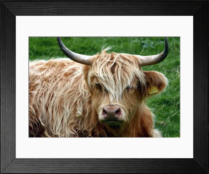 Framed Print : Highland cattle, Scotland Framed Print : Highland cattle, Scotland