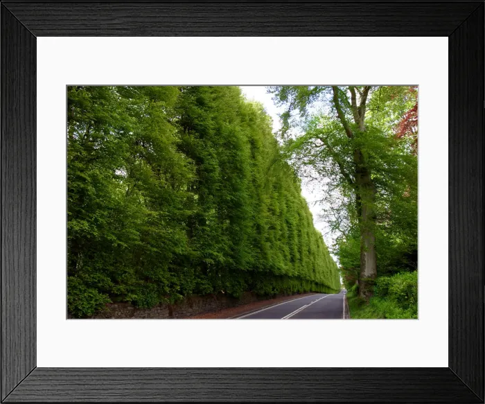 Framed Print : Meikleour Beech Hedge, Perthshire, Scotland Framed Print : Meikleour Beech Hedge, Perthshire, Scotland