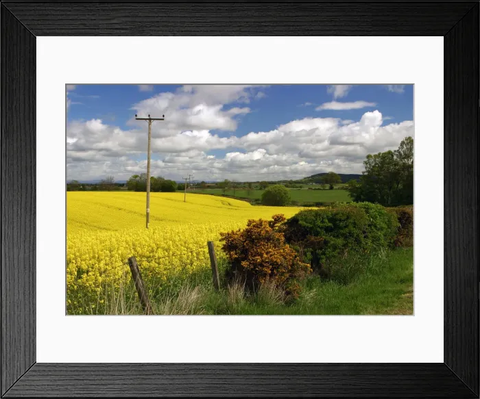 Framed Print : Rape seed field Framed Print : Rape seed field