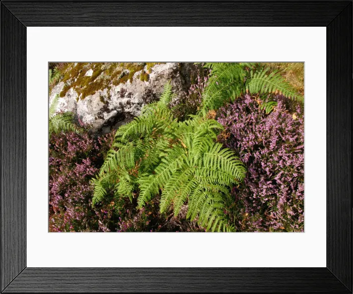 Framed Print : Roadside heather and fern, Scotland