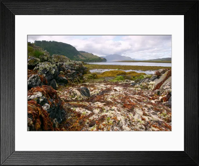 Framed Print : Seaweed near Eilean Donan Castle, Highland, Scotland Framed Print : Seaweed near Eilean Donan Castle, Highland, Scotland