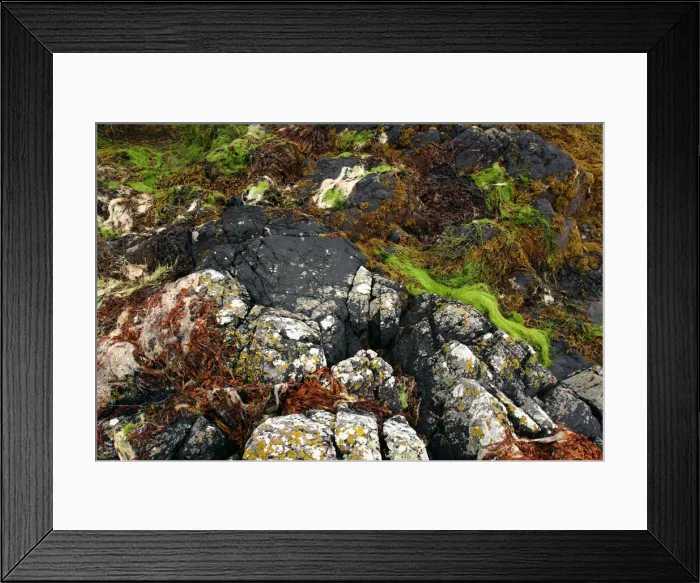 Framed Print : Seaweed near Eilean Donan Castle, Highland, Scotland Framed Print : Seaweed near Eilean Donan Castle, Highland, Scotland