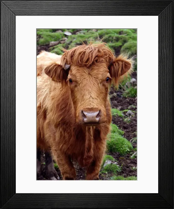 Framed Print : Cattle, Skye, Highland, Scotland Framed Print : Cattle, Skye, Highland, Scotland